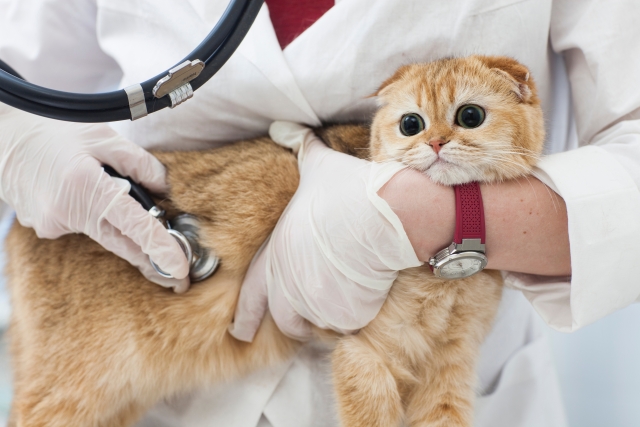 愛猫を守るため病気について知っておこう！防ぐための薬やワクチンについて。