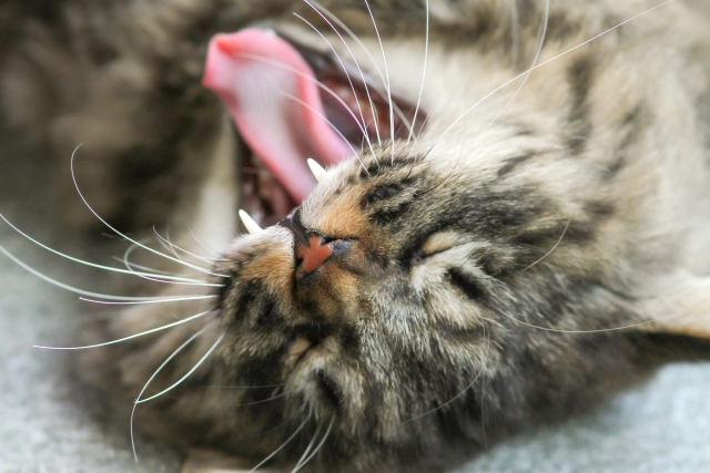 猫の舌がザラザラとしている理由！どんな役割をはたしているのか？
