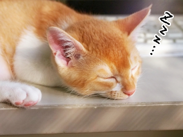 愛猫の睡眠は足りているでしょうか？いくつかの項目でチェックできます！