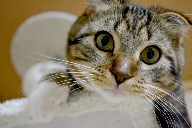 猫をお風呂に慣れさせるオススメの方法
